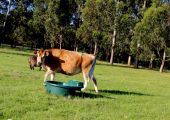 Run water lines to paddocks with drinking troughs with floats